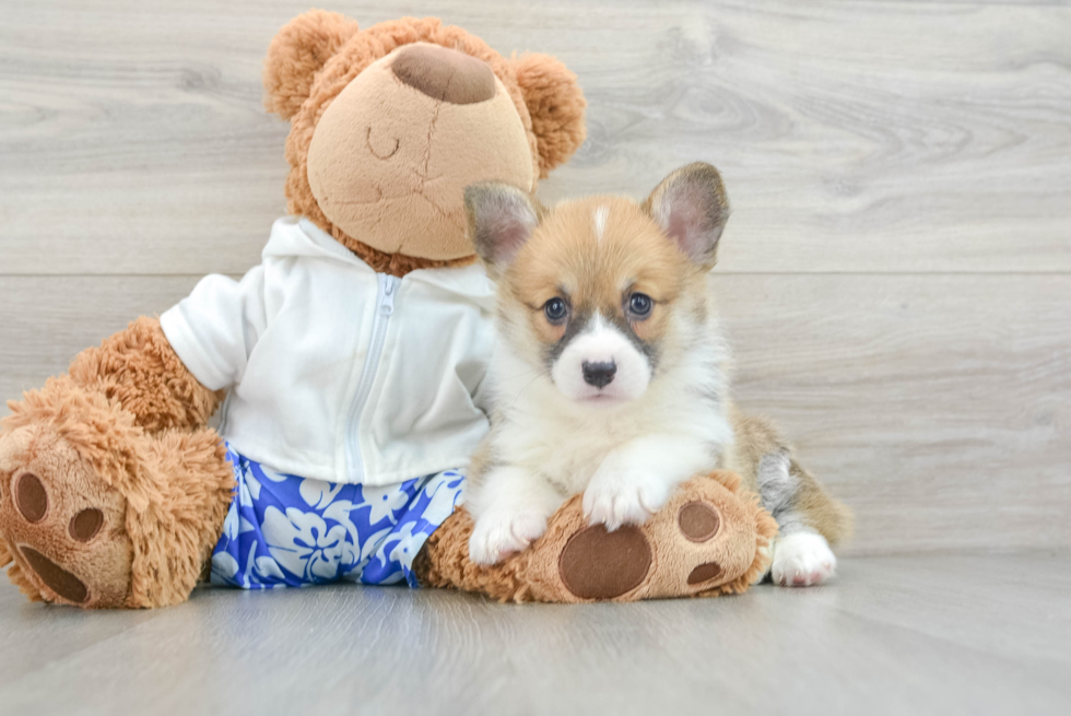 Pembroke Welsh Corgi Puppy for Adoption