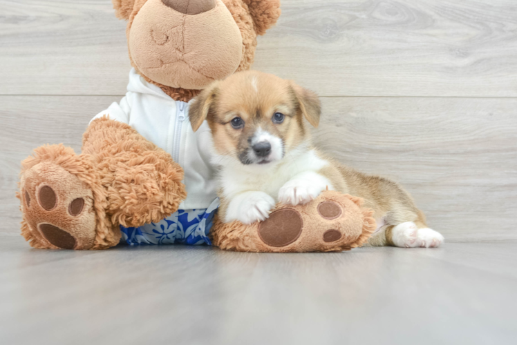 Meet Antonella - our Pembroke Welsh Corgi Puppy Photo 1/3 - Puppy Love PR Petite Corgi Purebred Puppy