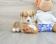6 week old Pembroke Welsh Corgi Puppy For Sale - Puppy Love PR