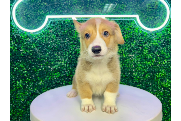 Meet Lululemon - our Pembroke Welsh Corgi Puppy Photo 1/4 - Puppy Love PR Pembroke Welsh Corgi Pup Being Cute