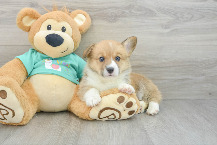 Meet Lululemon - our Pembroke Welsh Corgi Puppy Photo 1/3 - Puppy Love PR Adorable Pems Purebred Puppy