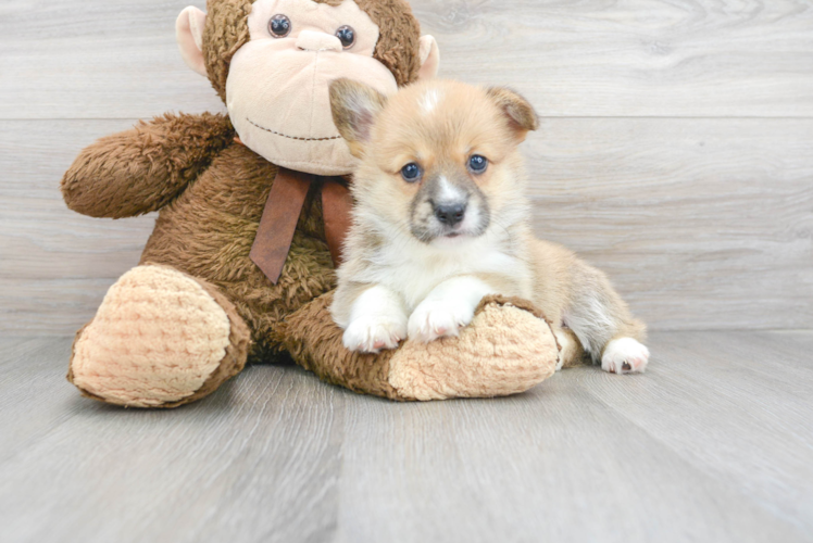 Cute Corgi Purebred Puppy