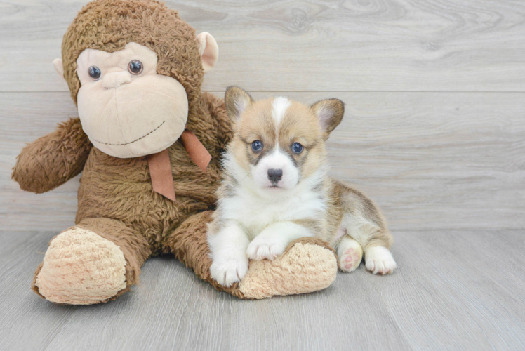 Meet Lupita - our Pembroke Welsh Corgi Puppy Photo 1/3 - Puppy Love PR Best Pembroke Welsh Corgi Baby