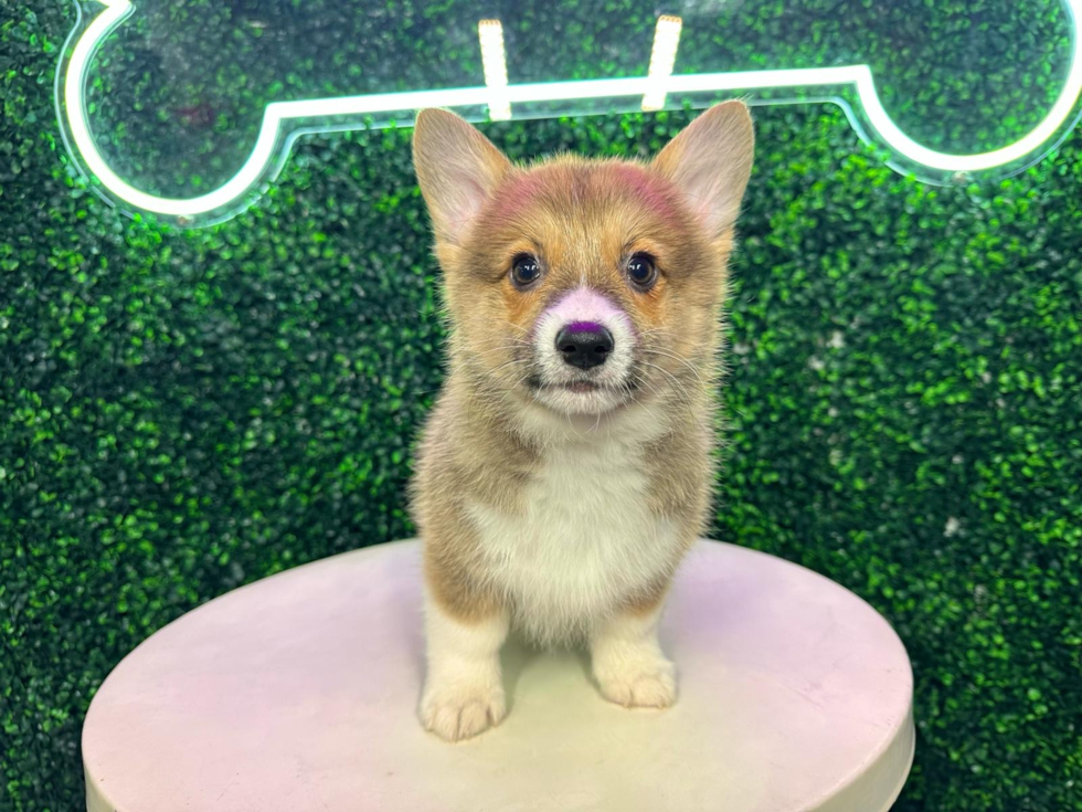 Purebred shops welsh corgi