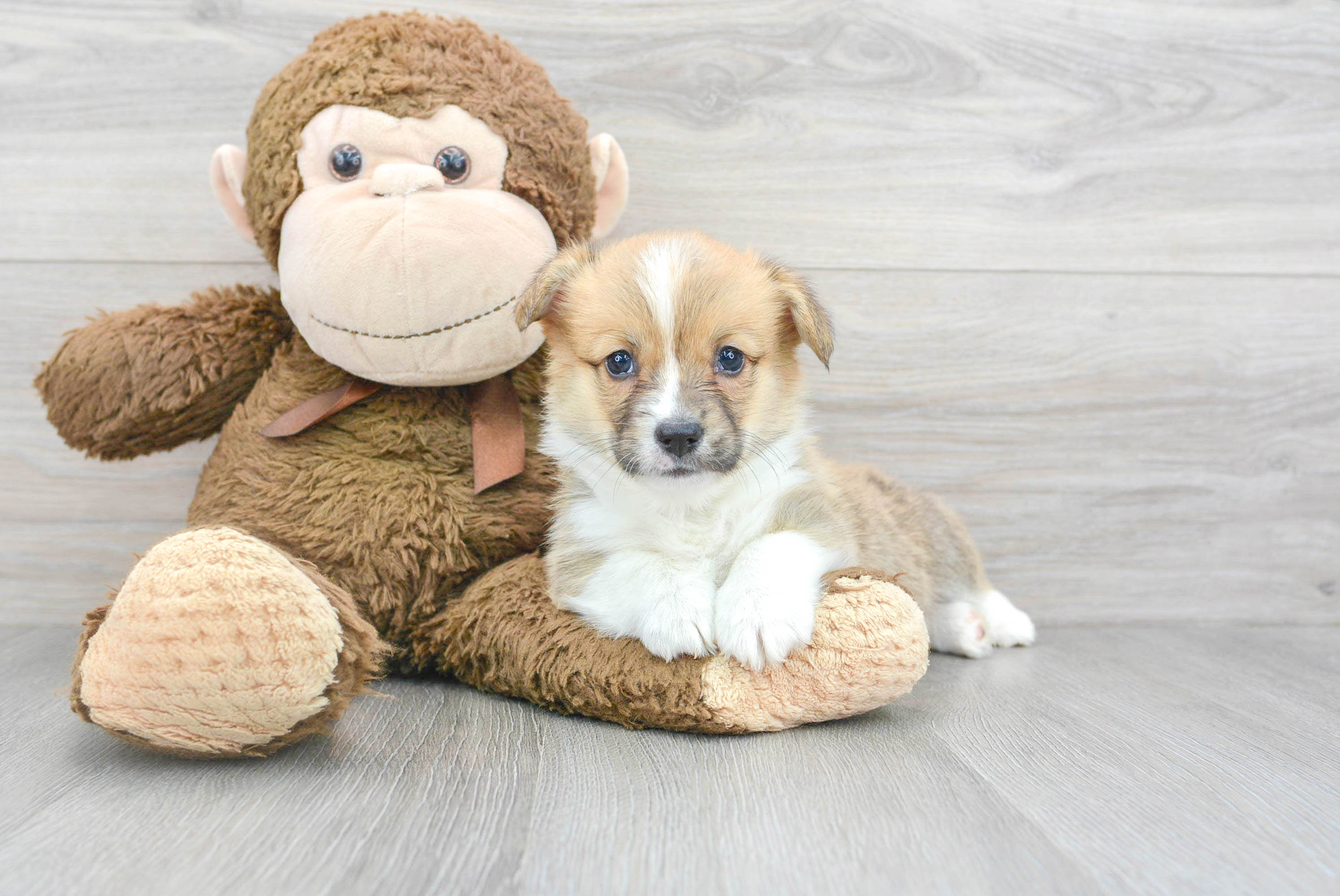 Petite Corgi Purebred Puppy