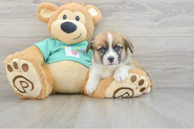 Meet Markie - our Pembroke Welsh Corgi Puppy Photo 1/3 - Puppy Love PR Energetic Pem Corgi Purebred Puppy