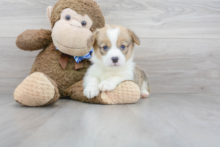 Cute Pembroke Welsh Corgi Purebred Pup