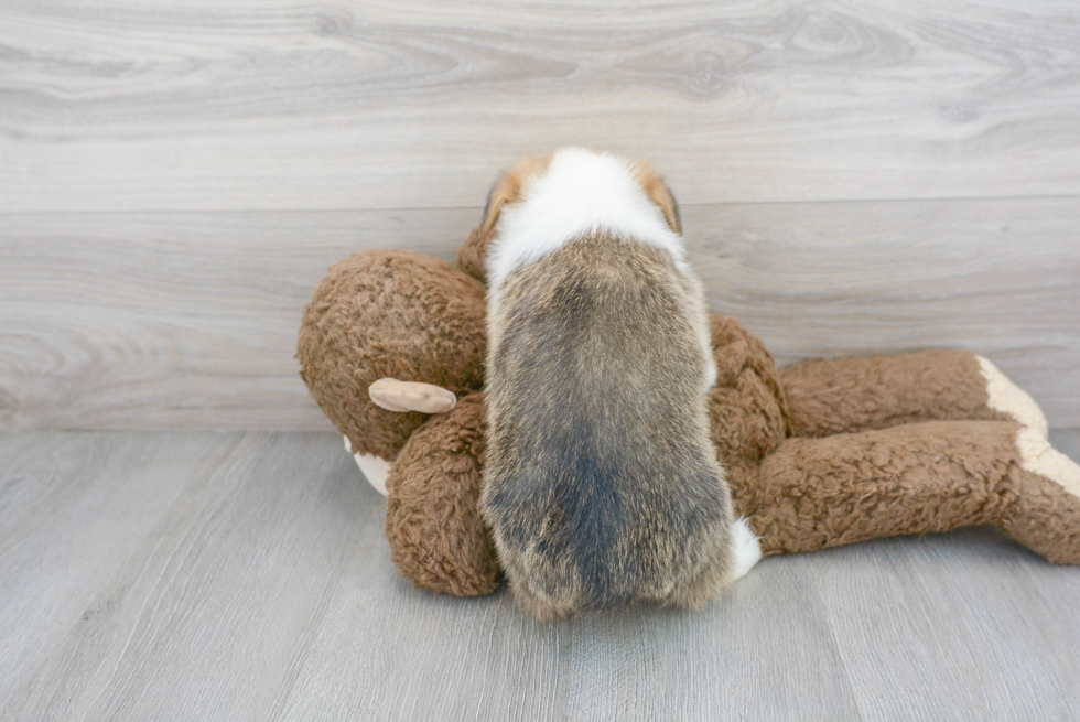 Cute Corgi Purebred Puppy