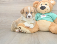 5 week old Pembroke Welsh Corgi Puppy For Sale - Puppy Love PR