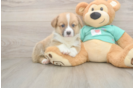 Best Pembroke Welsh Corgi Baby