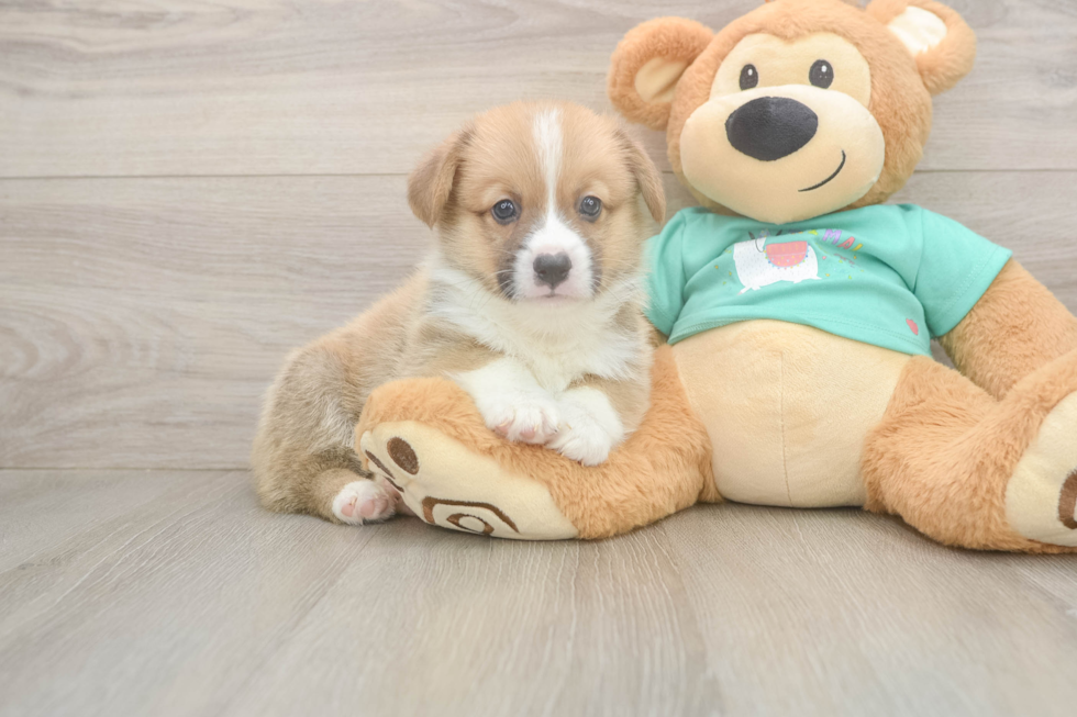 Best Pembroke Welsh Corgi Baby