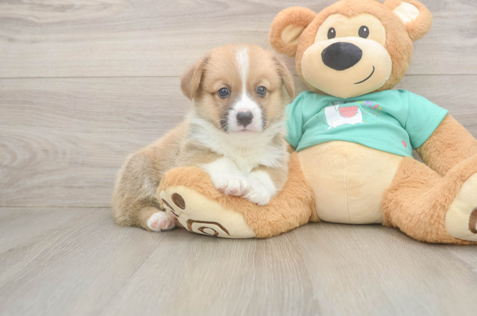 5 week old Pembroke Welsh Corgi Puppy For Sale - Puppy Love PR