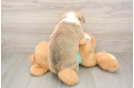 Pembroke Welsh Corgi Puppy for Adoption