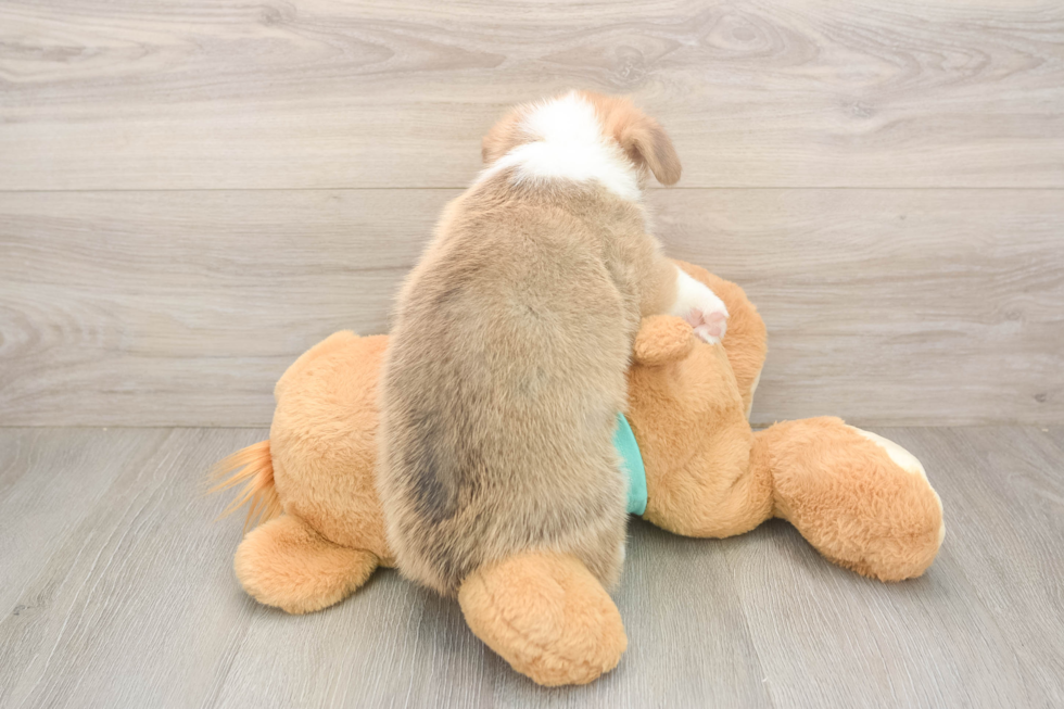 Pembroke Welsh Corgi Puppy for Adoption