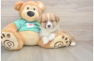 Pembroke Welsh Corgi Pup Being Cute