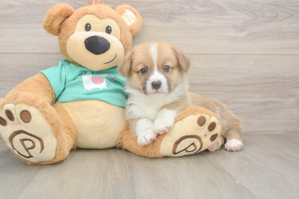 Pembroke Welsh Corgi Pup Being Cute