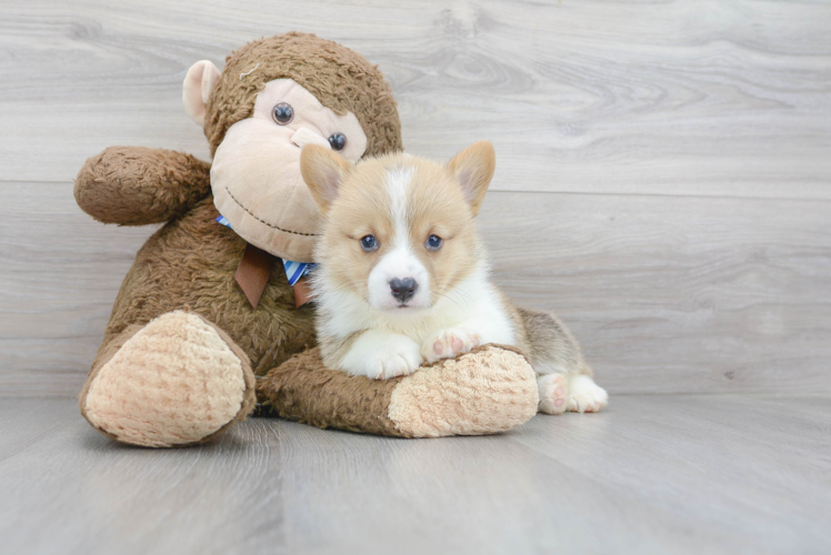 Pembroke Welsh Corgi Pup Being Cute