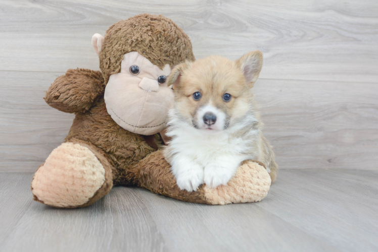 Pembroke Welsh Corgi Pup Being Cute