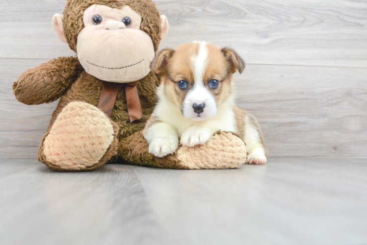 Pembroke Welsh Corgi Pup Being Cute