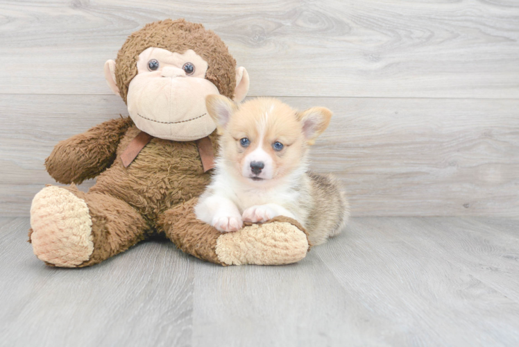 Meet Mccoy - our Pembroke Welsh Corgi Puppy Photo 1/2 - Puppy Love PR Pembroke Welsh Corgi Puppy for Adoption