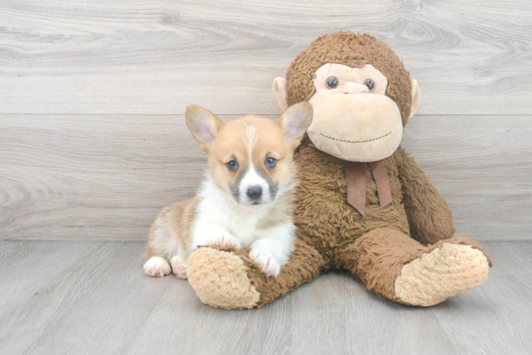 Little Pembroke Welsh Corgi Purebred Pup