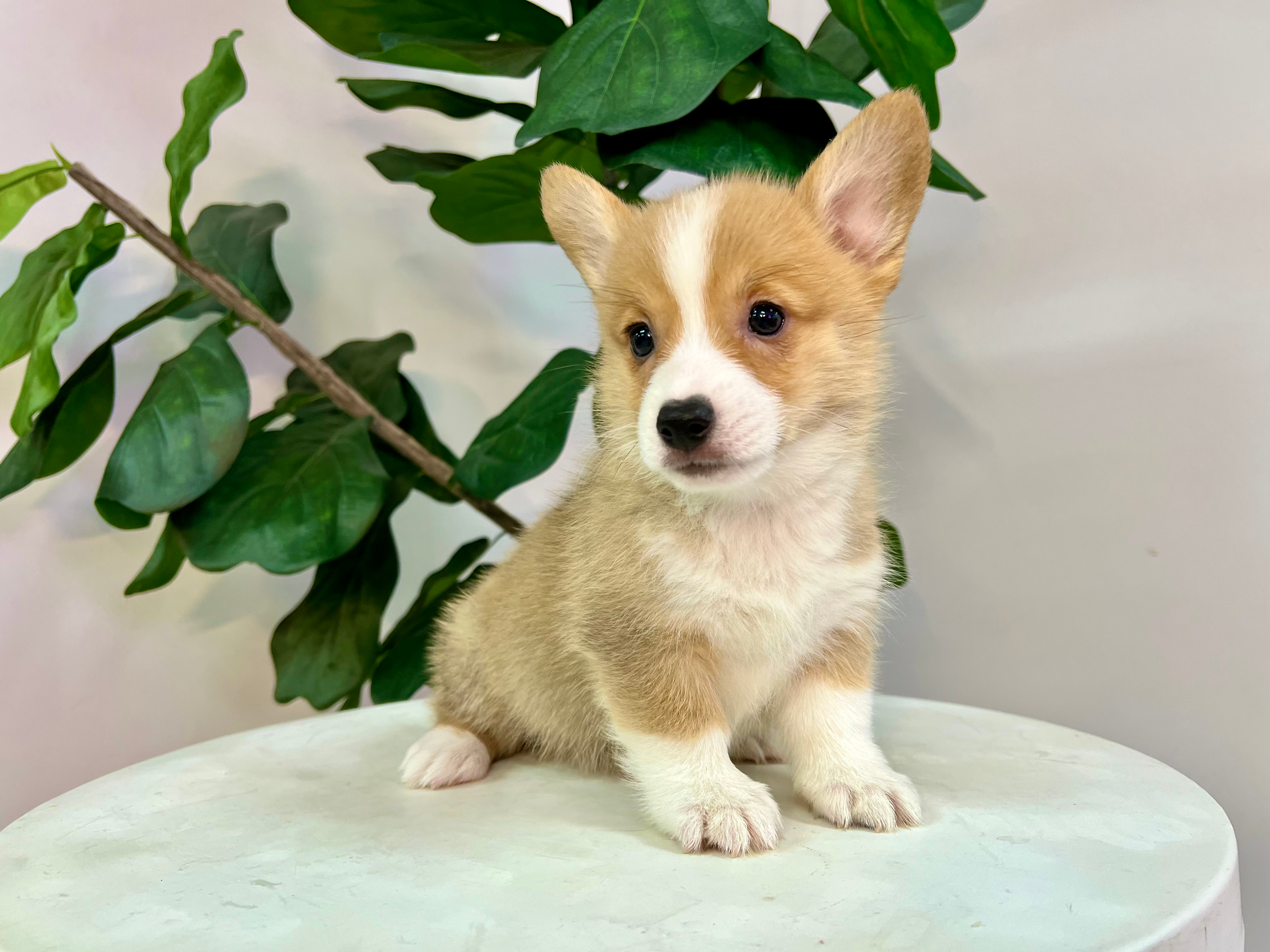 Cute Pembroke Welsh Corgi Baby