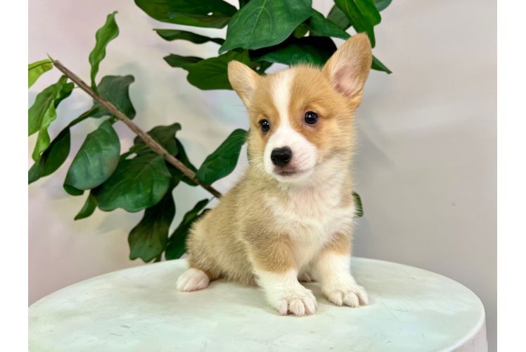 Cute Pembroke Welsh Corgi Baby