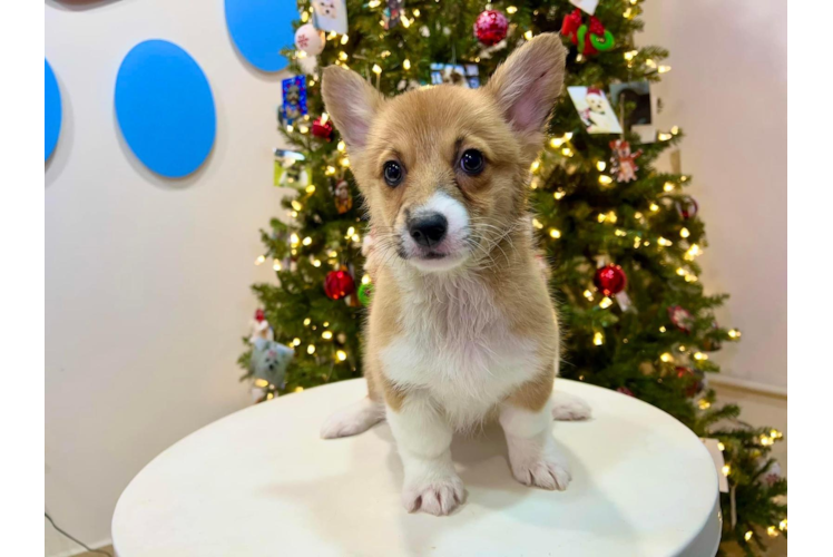 Cute Corgi Purebred Puppy