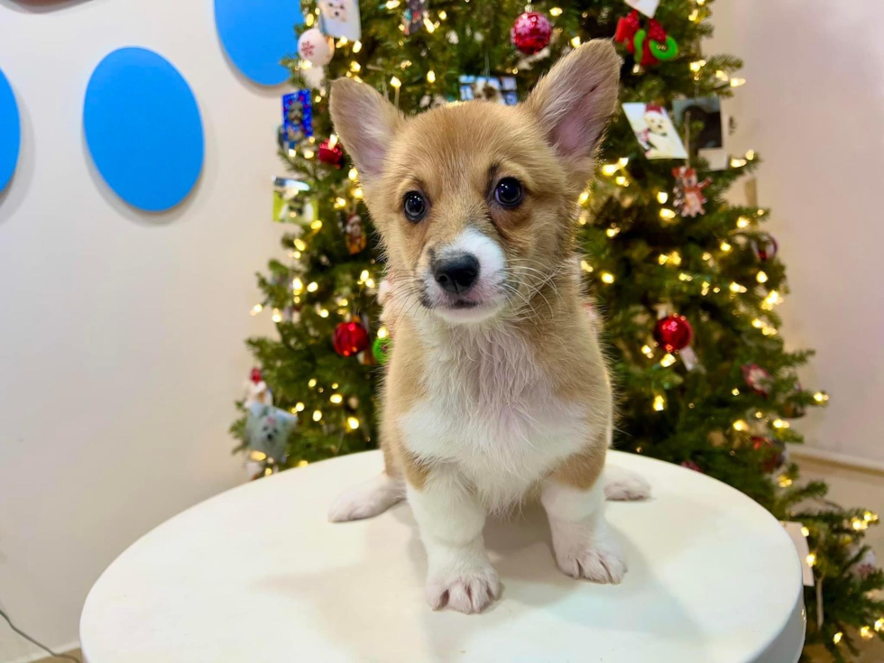 Cute Corgi Purebred Puppy