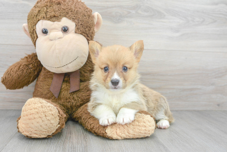 Meet Medley - our Pembroke Welsh Corgi Puppy Photo 1/3 - Puppy Love PR Best Pembroke Welsh Corgi Baby