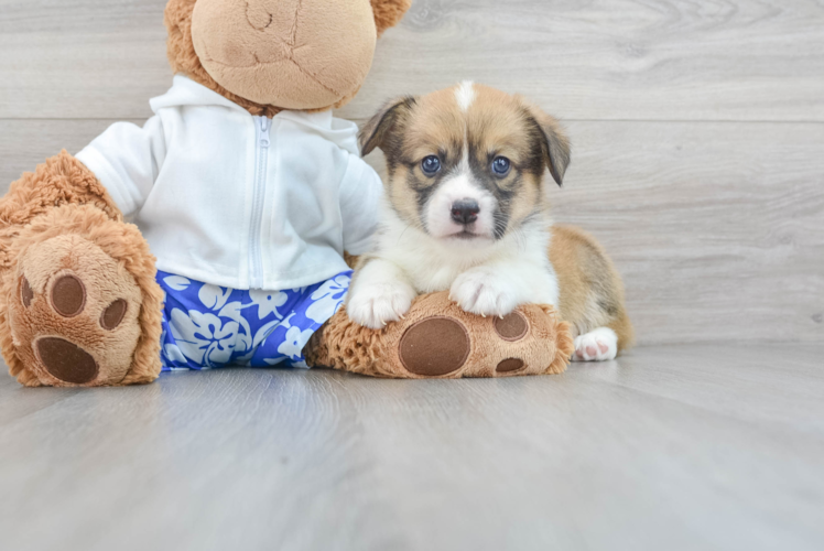 Meet Memphis - our Pembroke Welsh Corgi Puppy Photo 1/3 - Puppy Love PR Friendly Pembroke Welsh Corgi Purebred Pup