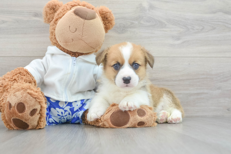 Popular Pembroke Welsh Corgi Purebred Pup