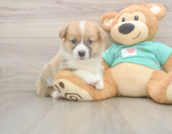 5 week old Pembroke Welsh Corgi Puppy For Sale - Puppy Love PR
