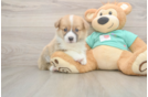 Best Pembroke Welsh Corgi Baby