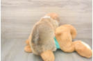 Playful Pembroke Welsh Corgi Baby