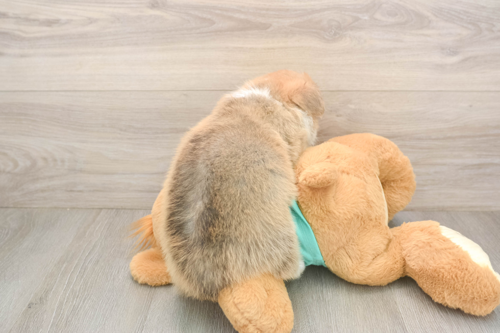 Playful Pembroke Welsh Corgi Baby