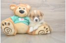 Cute Pembroke Purebred Puppy