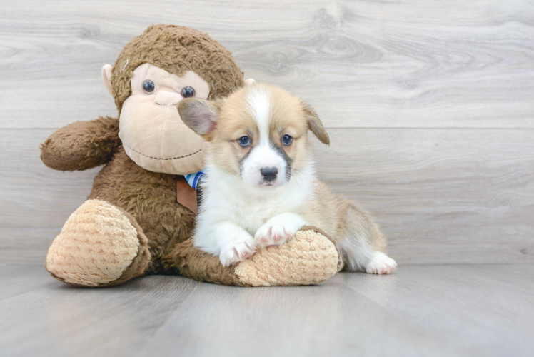 Cute Pembroke Welsh Corgi Purebred Pup