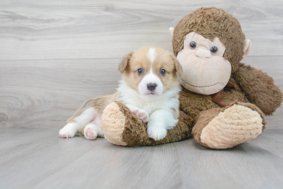 Pembroke Welsh Corgi Puppy for Adoption