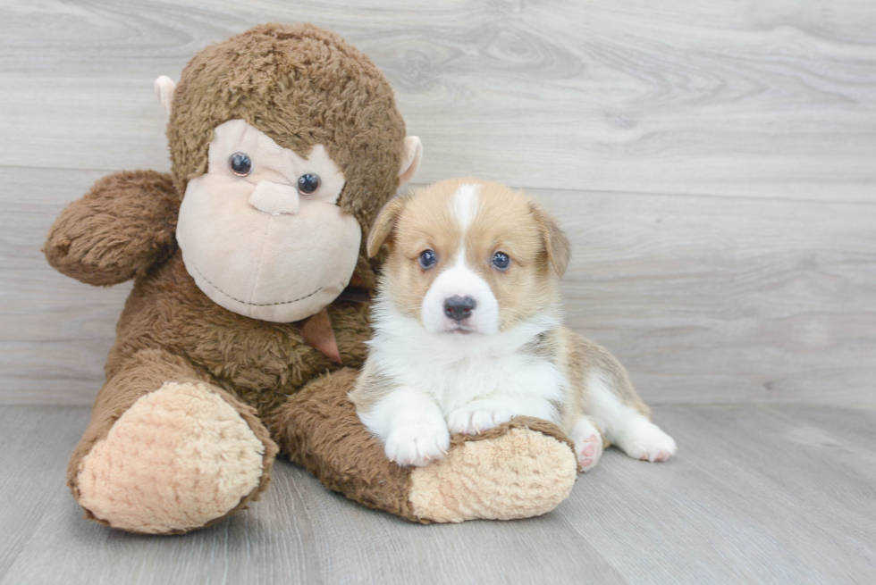 Cute Pembroke Welsh Corgi Baby