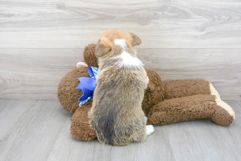 Cute Pembroke Welsh Corgi Baby