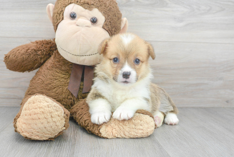 Meet Memphis - our Pembroke Welsh Corgi Puppy Photo 1/3 - Puppy Love PR Best Pembroke Welsh Corgi Baby