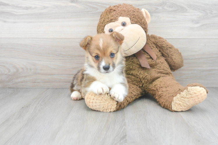 Funny Pembroke Welsh Corgi Purebred Pup