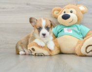 8 week old Pembroke Welsh Corgi Puppy For Sale - Puppy Love PR