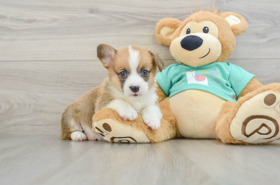 8 week old Pembroke Welsh Corgi Puppy For Sale - Puppy Love PR