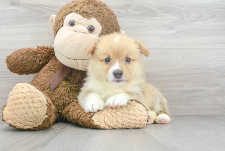 Cute Pembroke Welsh Corgi Purebred Pup