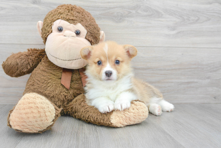 Meet Merrin - our Pembroke Welsh Corgi Puppy Photo 1/3 - Puppy Love PR Pembroke Welsh Corgi Pup Being Cute