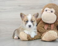 6 week old Pembroke Welsh Corgi Puppy For Sale - Puppy Love PR
