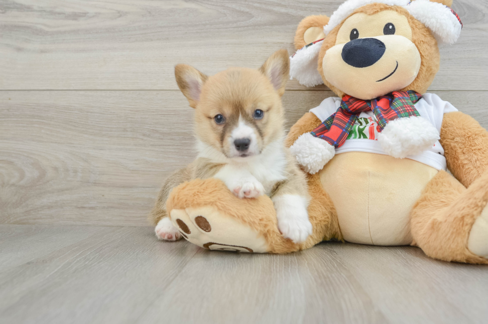 5 week old Pembroke Welsh Corgi Puppy For Sale - Puppy Love PR