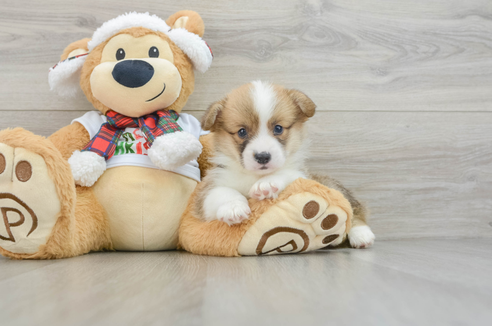 5 week old Pembroke Welsh Corgi Puppy For Sale - Puppy Love PR